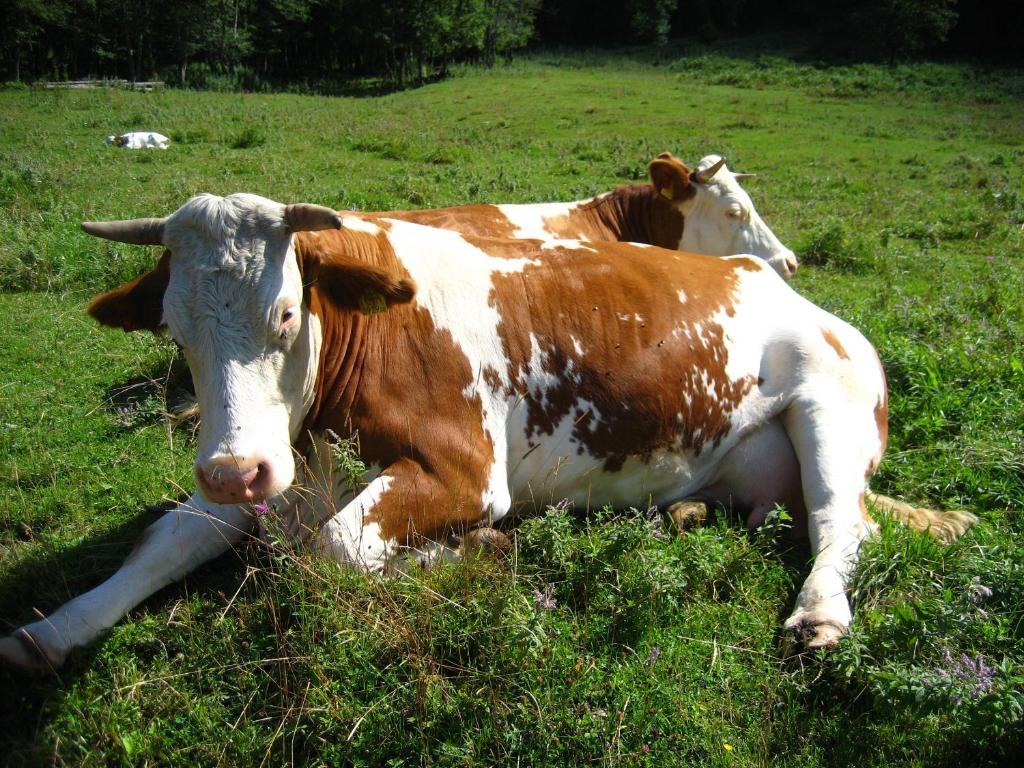 Bio Bauernhof Vorderoberlehen Werfenweng Exterior foto
